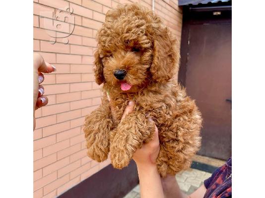 Labradoodle F1 κουτάβια προς πώληση
